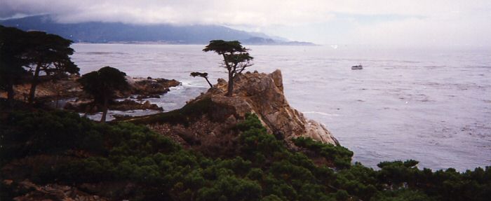 Monterey - 17 Miles Drive - Lone Pine