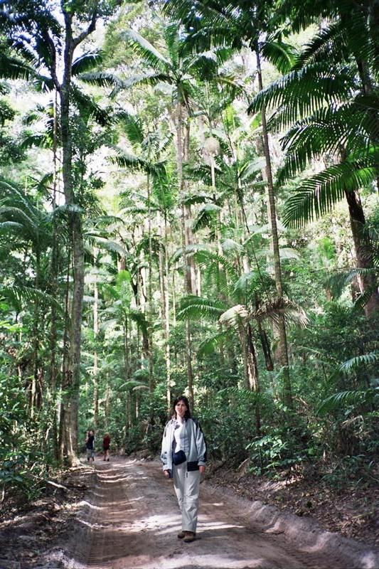 Yidney Rainforest