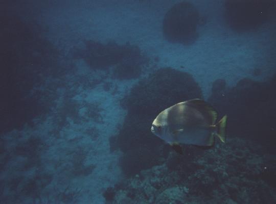 Greet Barrier Reef