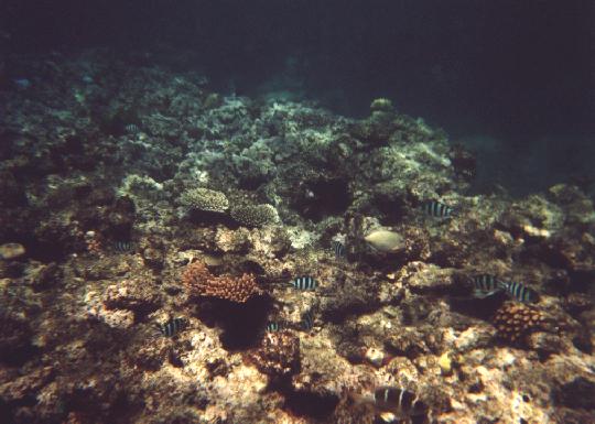 Greet Barrier Reef