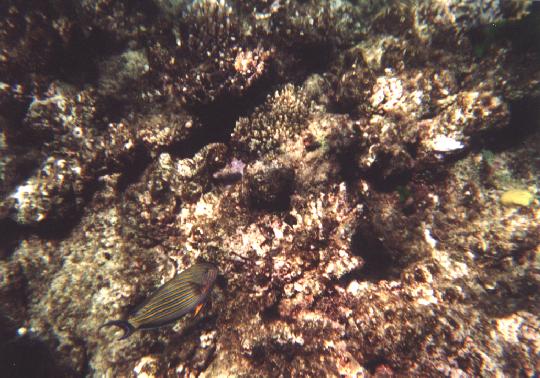 Greet Barrier Reef