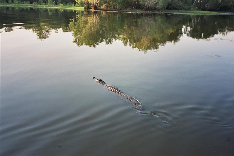 P.N.Kakadu - Yellow Waters