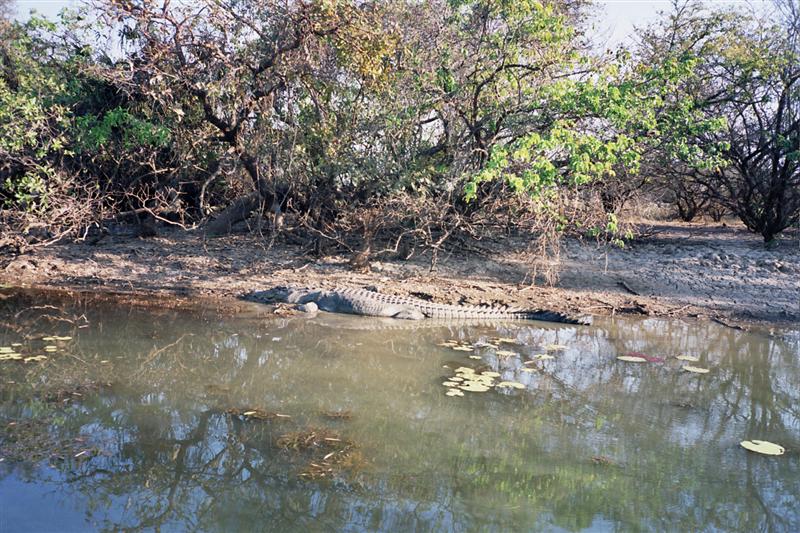 P.N.Kakadu - Cocodrilo en Yellow Waters