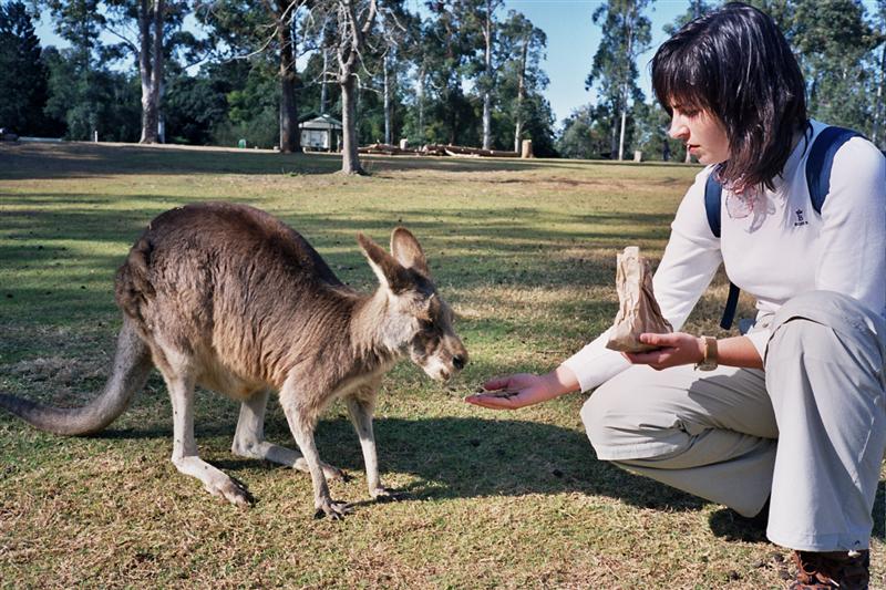 Lone Pine Koala Sanctuary - Kangaroo