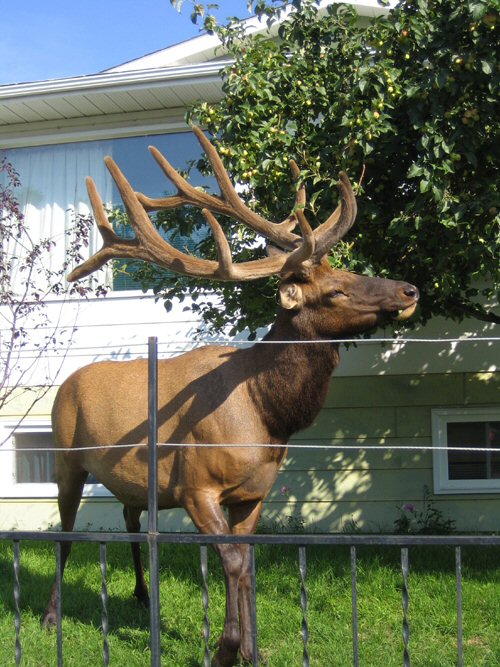 Caribou