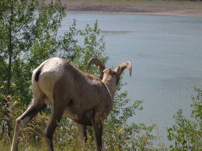 Jasper - Medicine Lake