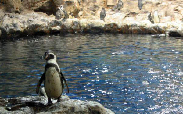 Loro parque - Pinguinos de Magallanes