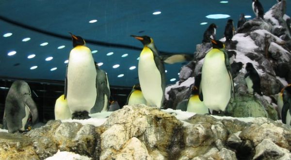 Loro parque - Pinguinos emperador