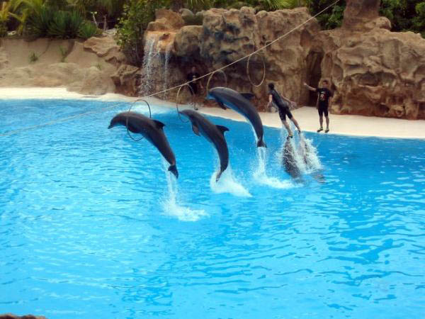 Loro parque - Dolphinarium