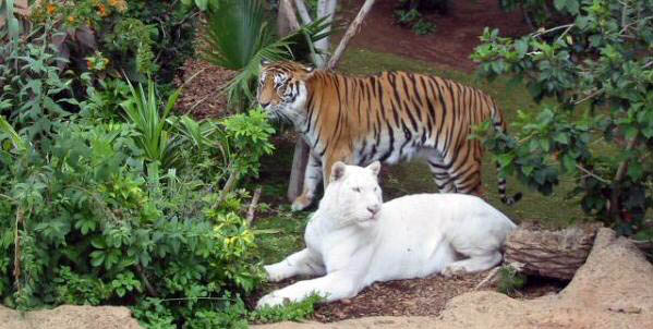 Loro parque - Tiger island