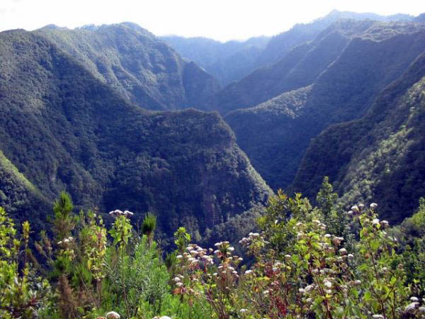 Los sauces - The forest of Los Tilos