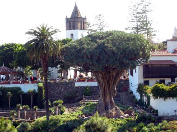 Icod de los vinos - The Dragon Tree