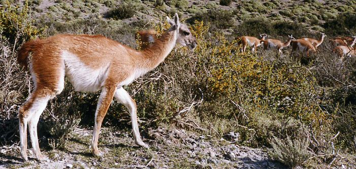 P.N.Torres del Paine - Guanacos