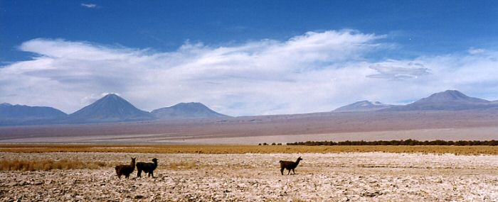 Vicunas and volcano Licancabur