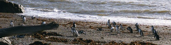 Pinguinera Otway