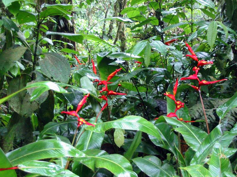 P.N.Braulio Carrillo - Flora
