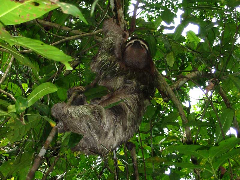 P.N.Cahuita
