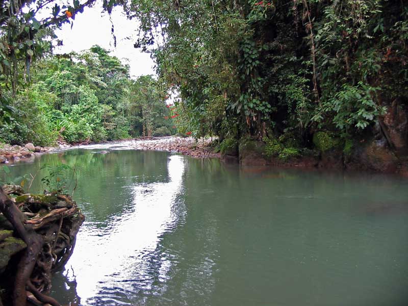 Centro Neotr&oacute;pico Sarapiqu&iacute;s - Reserva Tirimbina