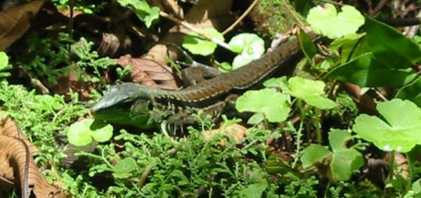 Lizard