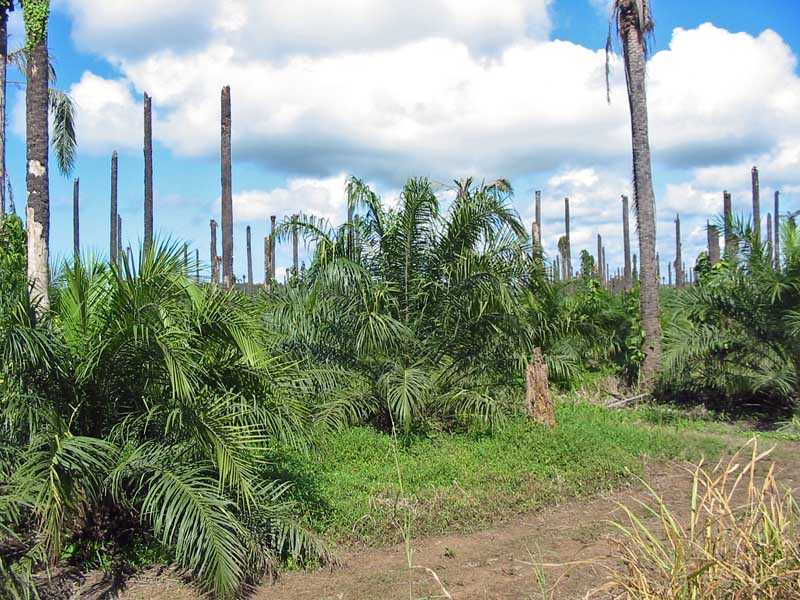 Palmeral en las afueras de Quepos