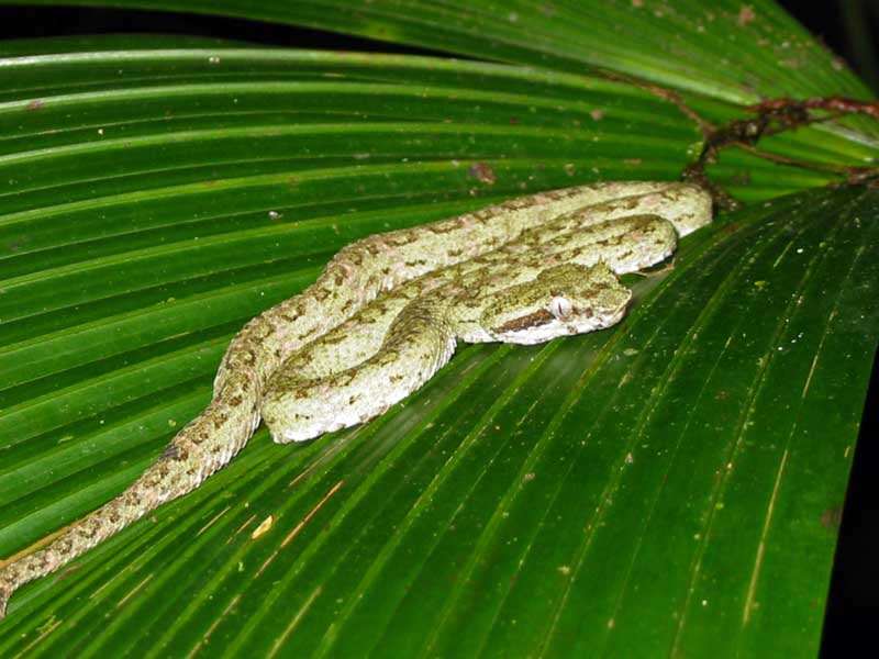 Rainmaker - serpiente oropel venenosa