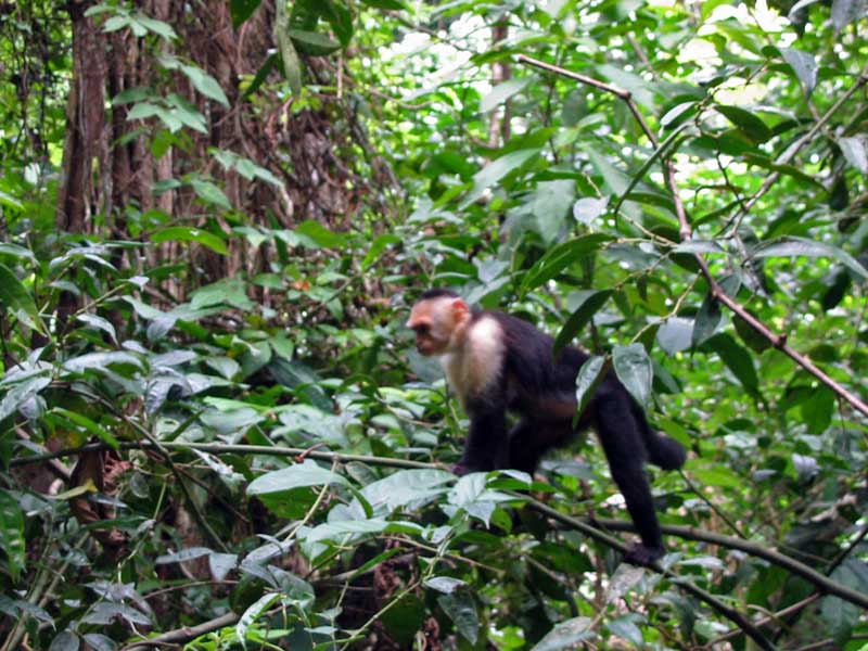 Manuel Antonio N.P. - White-faced monkey