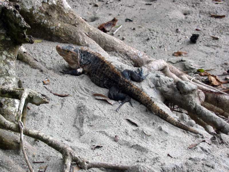 Manuel Antonio N.P. - Iguana