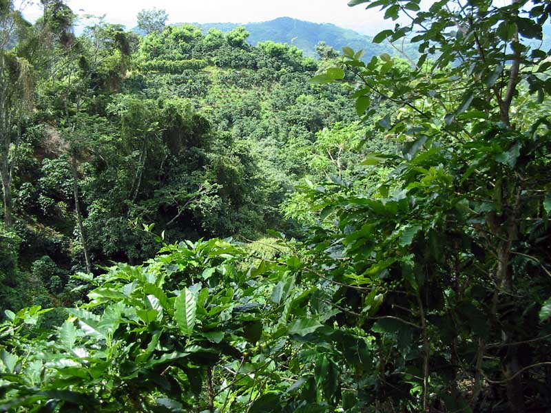 Cafetal