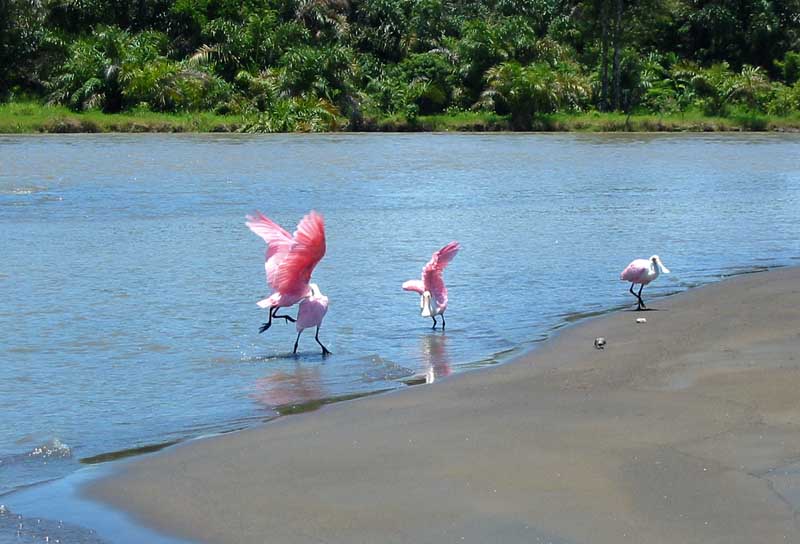 Tortuguero channel - Pink flamingos