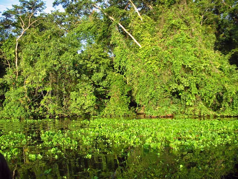 Canales del P.N. Tortuguero