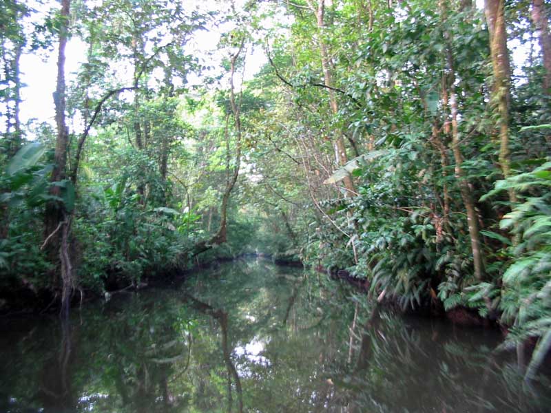 Canales del P.N. Tortuguero