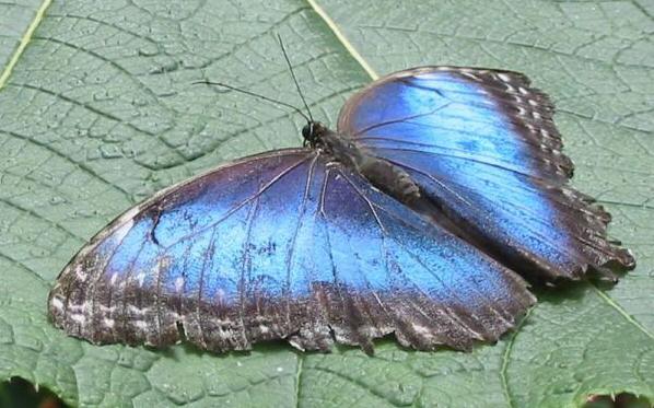La Paz waterfall gardens - Peleides Blue Morpho