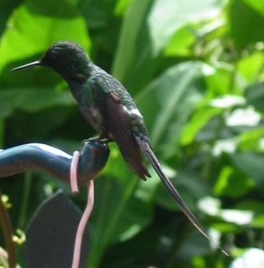 La Paz waterfall gardens - Hummingbird