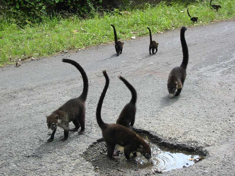 Lake Arenal - Coatis