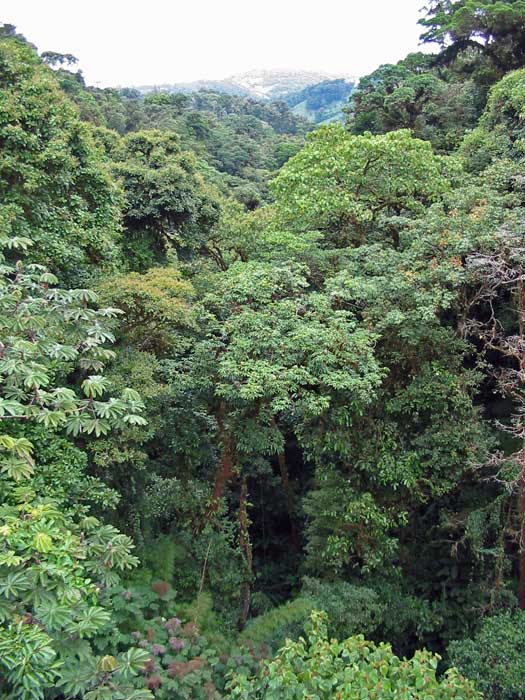 Monteverde - Cloud forest