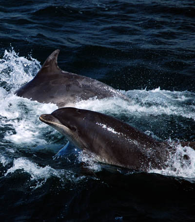 Delfines