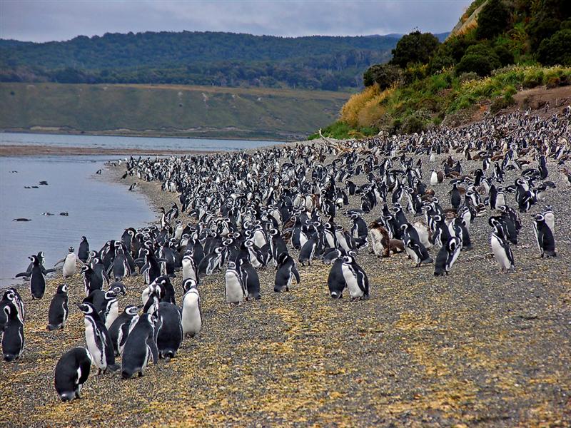Martillo island