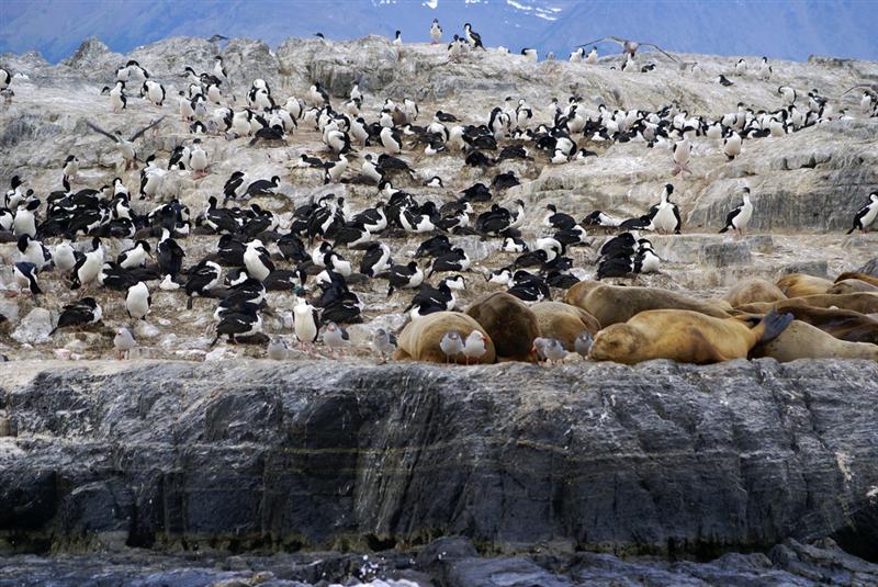 Tierra de Fuego<BR>Beagle Channel