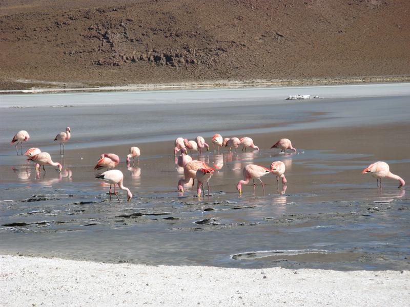 Flamencos