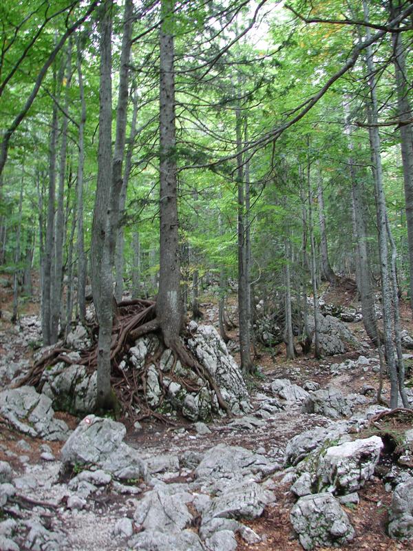 Logarska Dolina