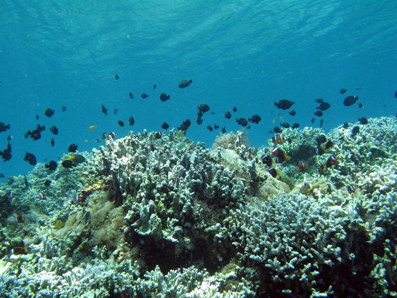 Sulawesi