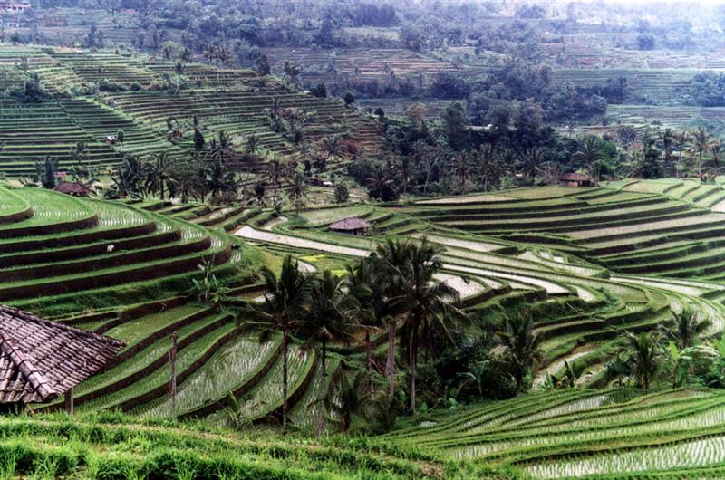 Bali - Rice fields