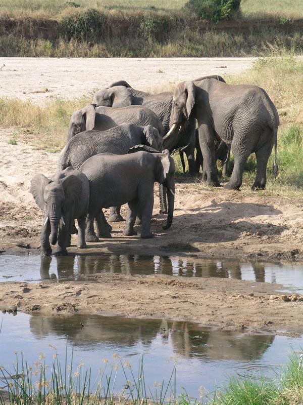 Lake Manyara - Elephants