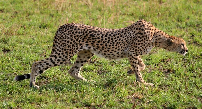 Serengeti - Cheetah