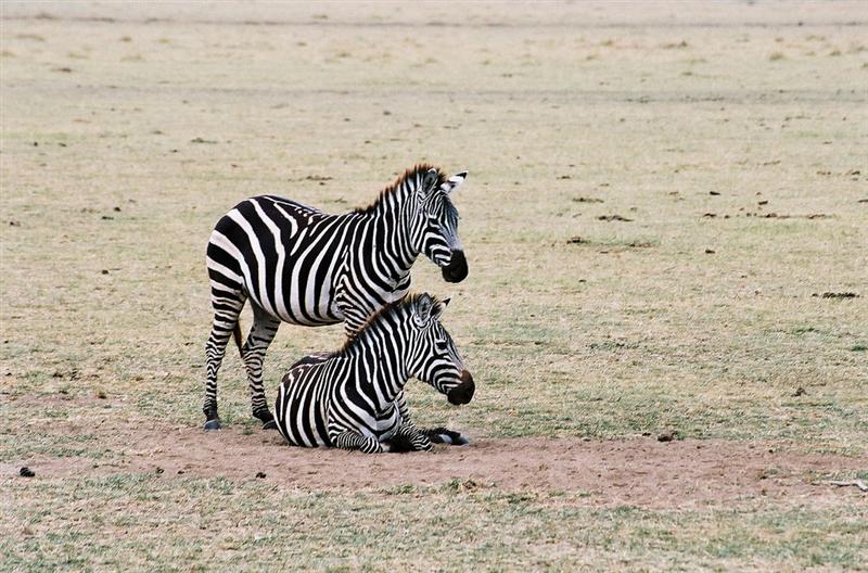 Lake Manyara - Zebras