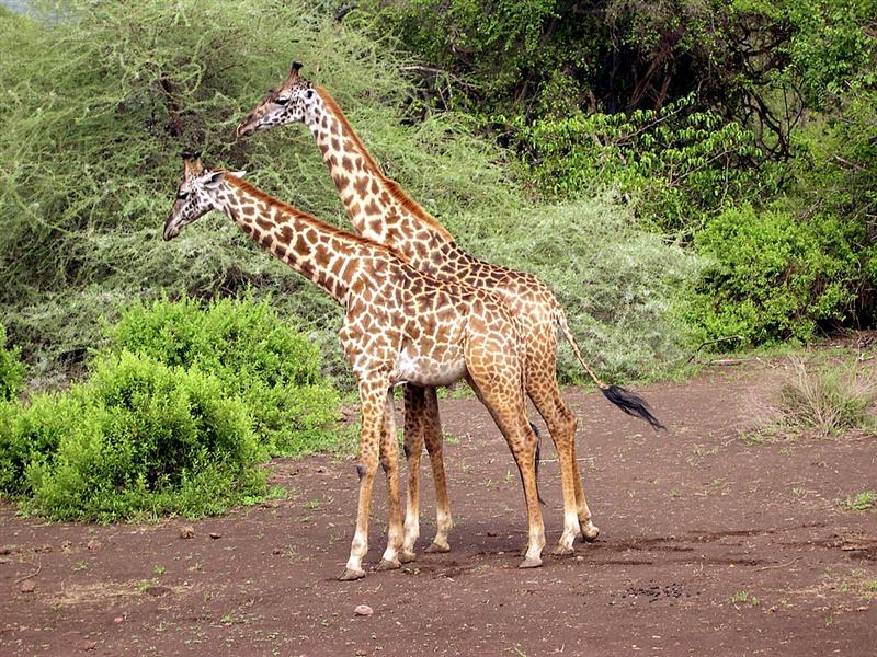 Lake Manyara - Giraffes