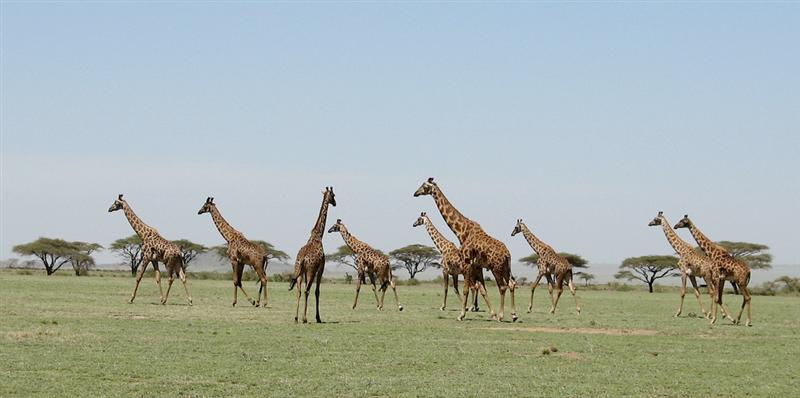 Ngorongoro conservation area<BR>Jirafas