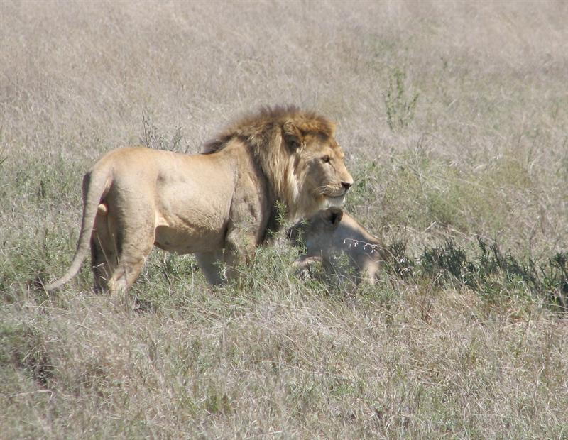 Ngorongoro crater<BR>Lion