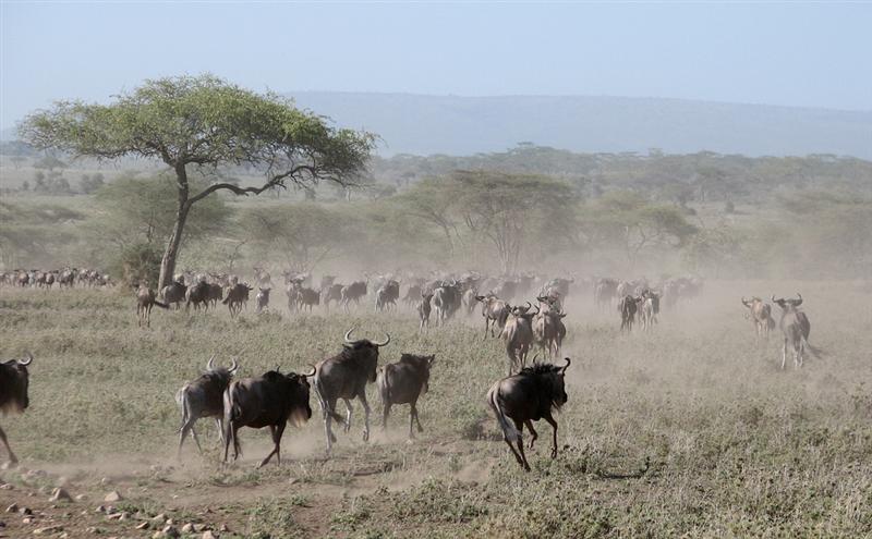 Serengeti - Buffalo