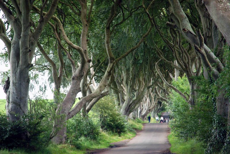 Dark Hedges